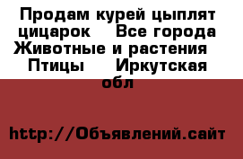 Продам курей цыплят,цицарок. - Все города Животные и растения » Птицы   . Иркутская обл.